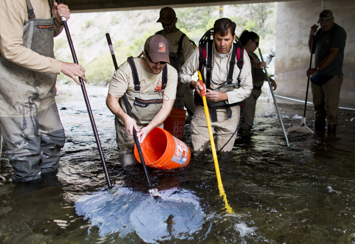 Utah DWR study recovery of trout in American Fork River News, Sports